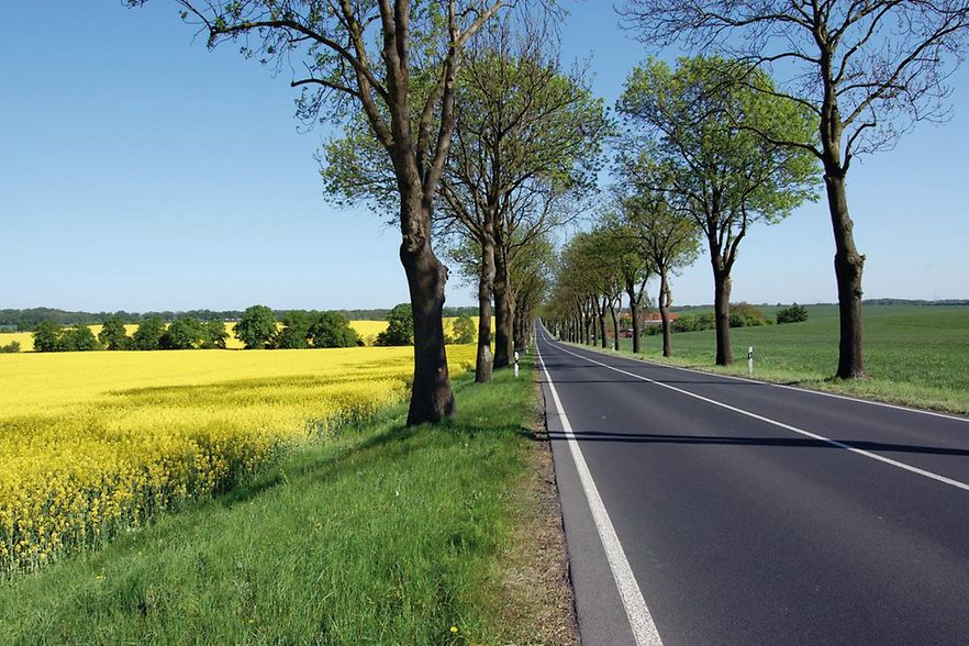 Rapsfeld