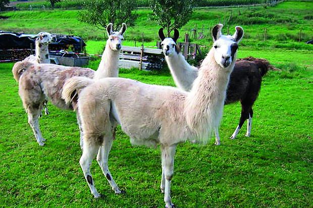 Lamas auf der Wiese