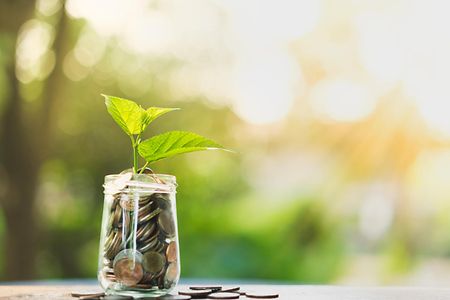 Plant Growing In Savings Coins - Investment And Interest Concept