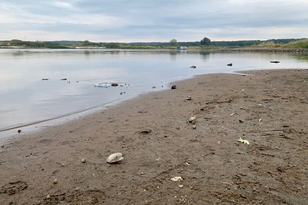 Niedrigwasser in der Oder. Muscheln und Schnecken kommen zum Vorschein.