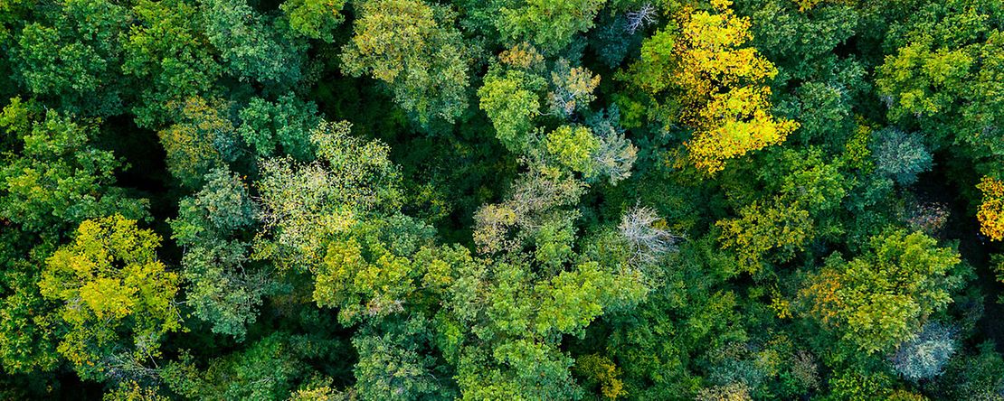 Ein Wald von oben.