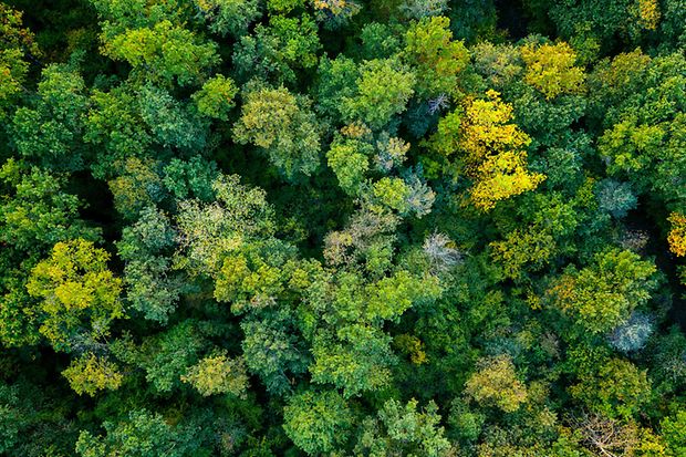 Ein Wald von oben.