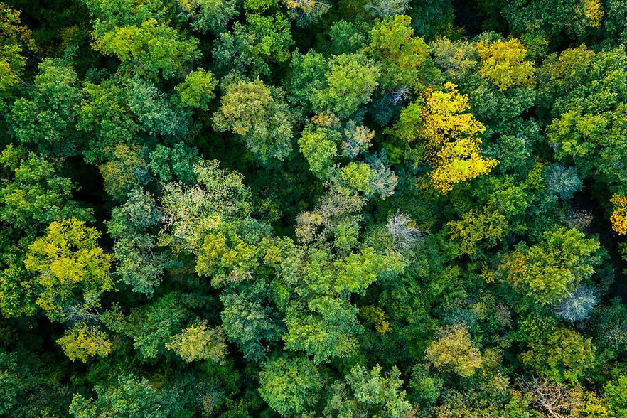 Ein Wald von oben.