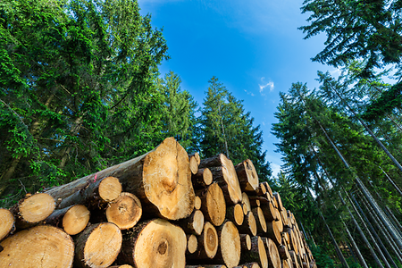Gef&auml;llte B&auml;ume im Wald