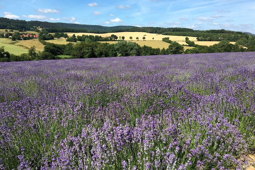 Weites bl&uuml;hendes Lavendelfeld vor sanften H&uuml;geln und blauem Himmel.
