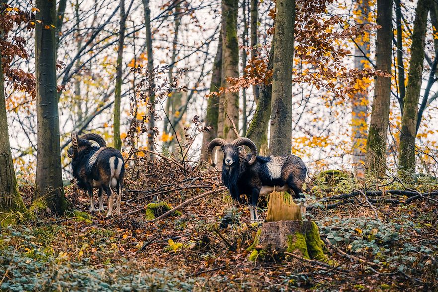 Zwei Mufflons stehen im herbstlichen Wald zwischen B&auml;umen und Laub.