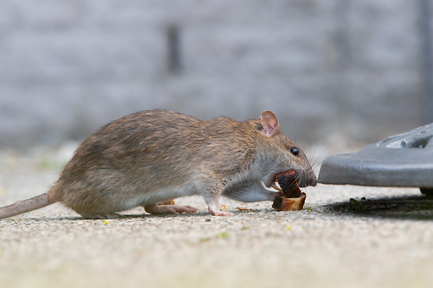 Ratte