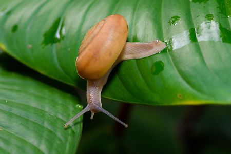 Snail on leaf