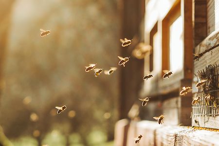 Bees at work